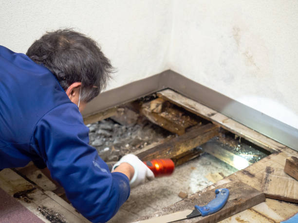 Best Toxic Mold Removal  in Palmer, TX