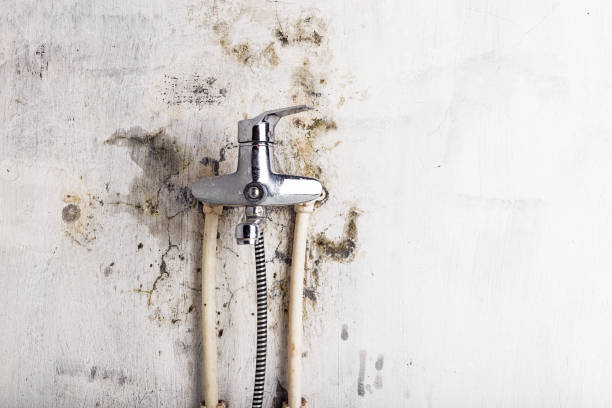  Palmer, TX Mold Removal Pros