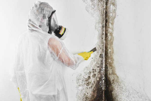 Best Mold Cleaning Services  in Palmer, TX