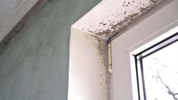 Best Affordable Mold Removal  in Palmer, TX