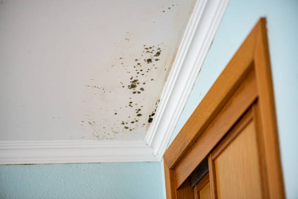 Best Attic Mold Removal  in Palmer, TX