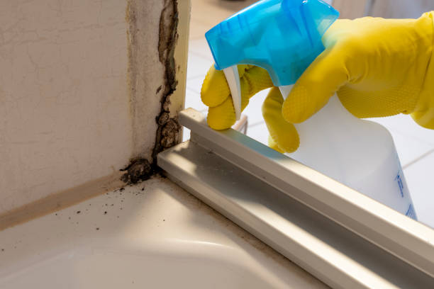 Best Commercial Mold Removal  in Palmer, TX