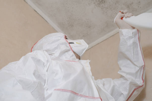Best Black Mold Removal  in Palmer, TX