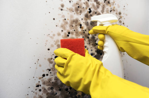 Mold Testing and Removal in Palmer, TX
