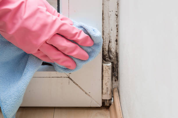 Trusted Palmer, TX Mold Removal Experts