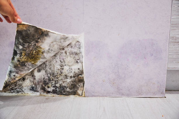 Attic Mold Removal in Palmer, TX